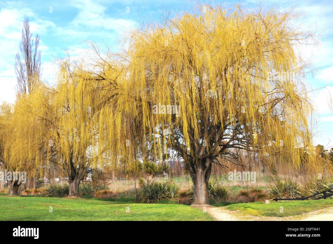 Three big willow trees hires stock photography and images Alamy