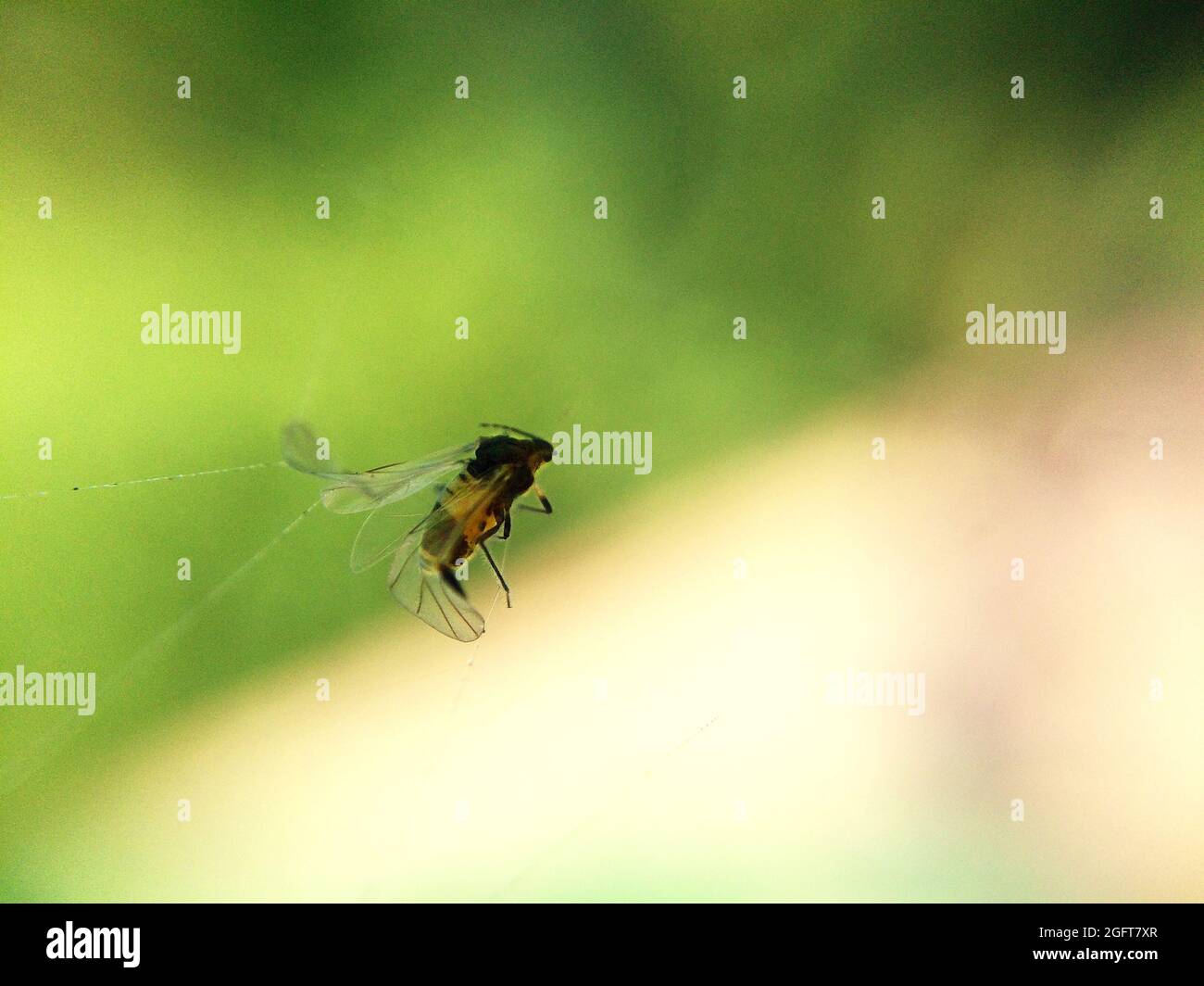 Little black bug stuck in a spiderweb. Macro photography Stock Photo