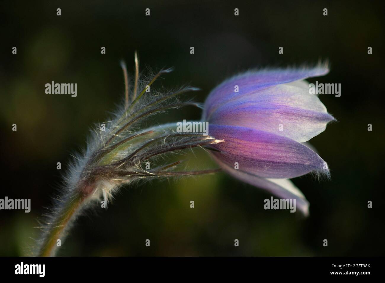 Prairie Crocus flower in spring. Anemone patens Stock Photo