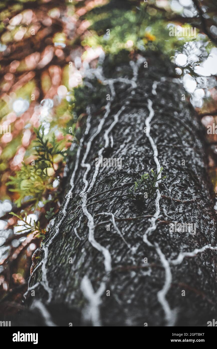 Vertical shot of a tree trunk with blurred background Stock Photo - Alamy