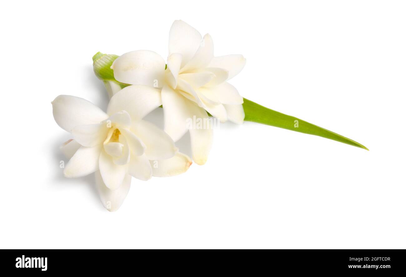 Agave amica, formerly Polianthes tuberosa or tuberose. Isolated on white background. Full dept of field. Stock Photo
