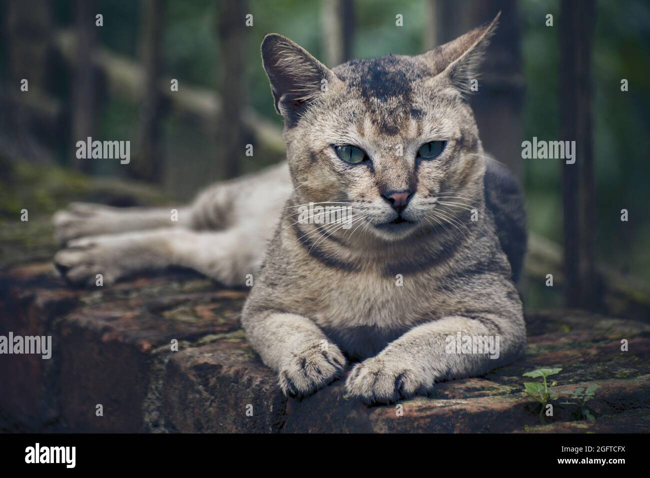 Felis catus is a domestic species of small carnivorous mammal.Dark Moody. Stock Photo