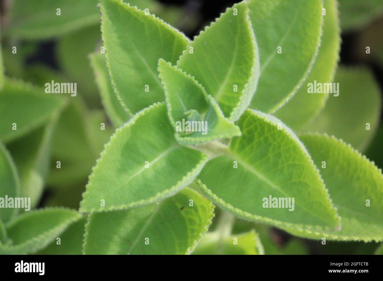 Selective focus shot of boldo herbs growing in a garden Stock Photo