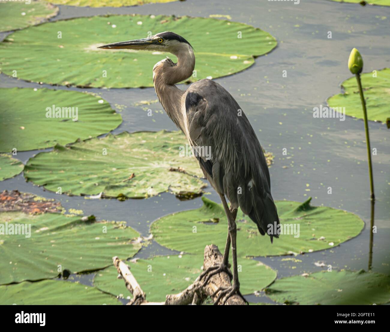 Stion Vertical shot of a gray heron perched on a wooden stion water lily ...