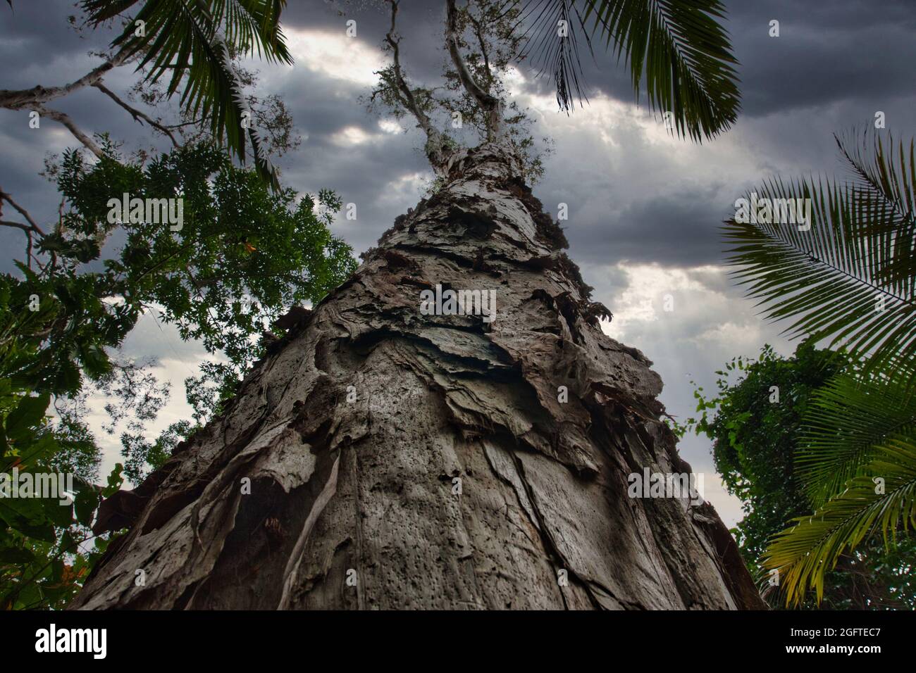 Low angle shot of a tree in a forest reaching for the cloudy sky Stock ...