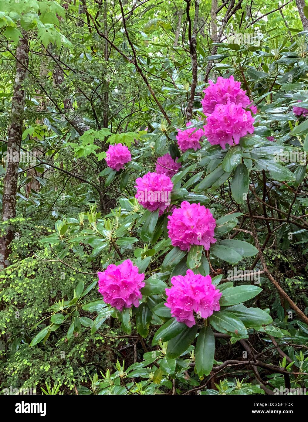 West Virginia, New River Gorge National Park. Rhododendron on the Endless Wall Trail. Stock Photo