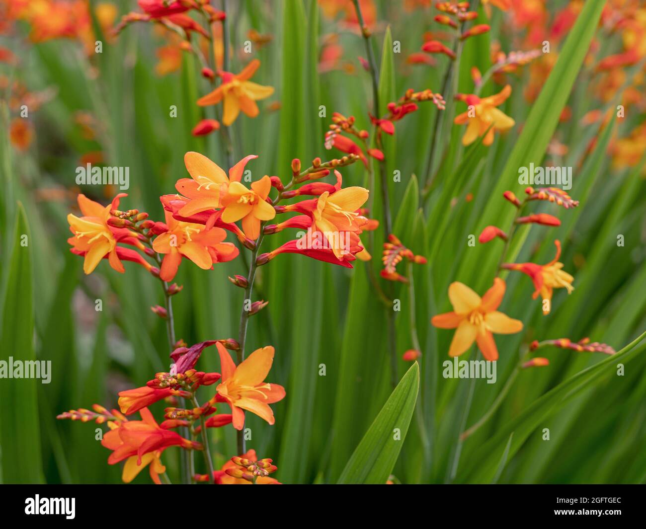 Colourful orange and yellow Crocosmia flowers in a garden Stock Photo