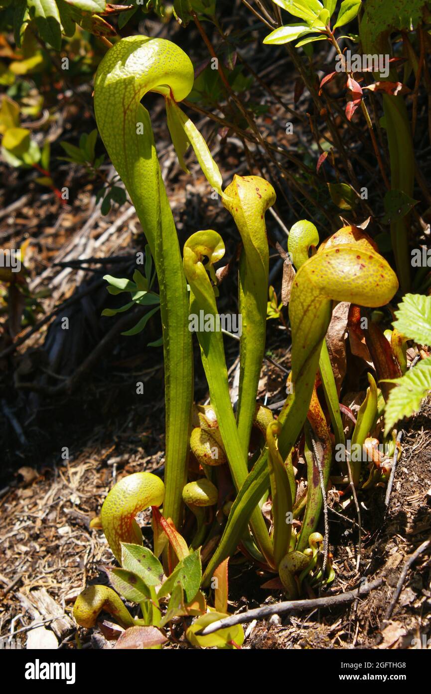 Cobra lily, the California pitcher plant (Darlingtonia californica), California, USA Stock Photo