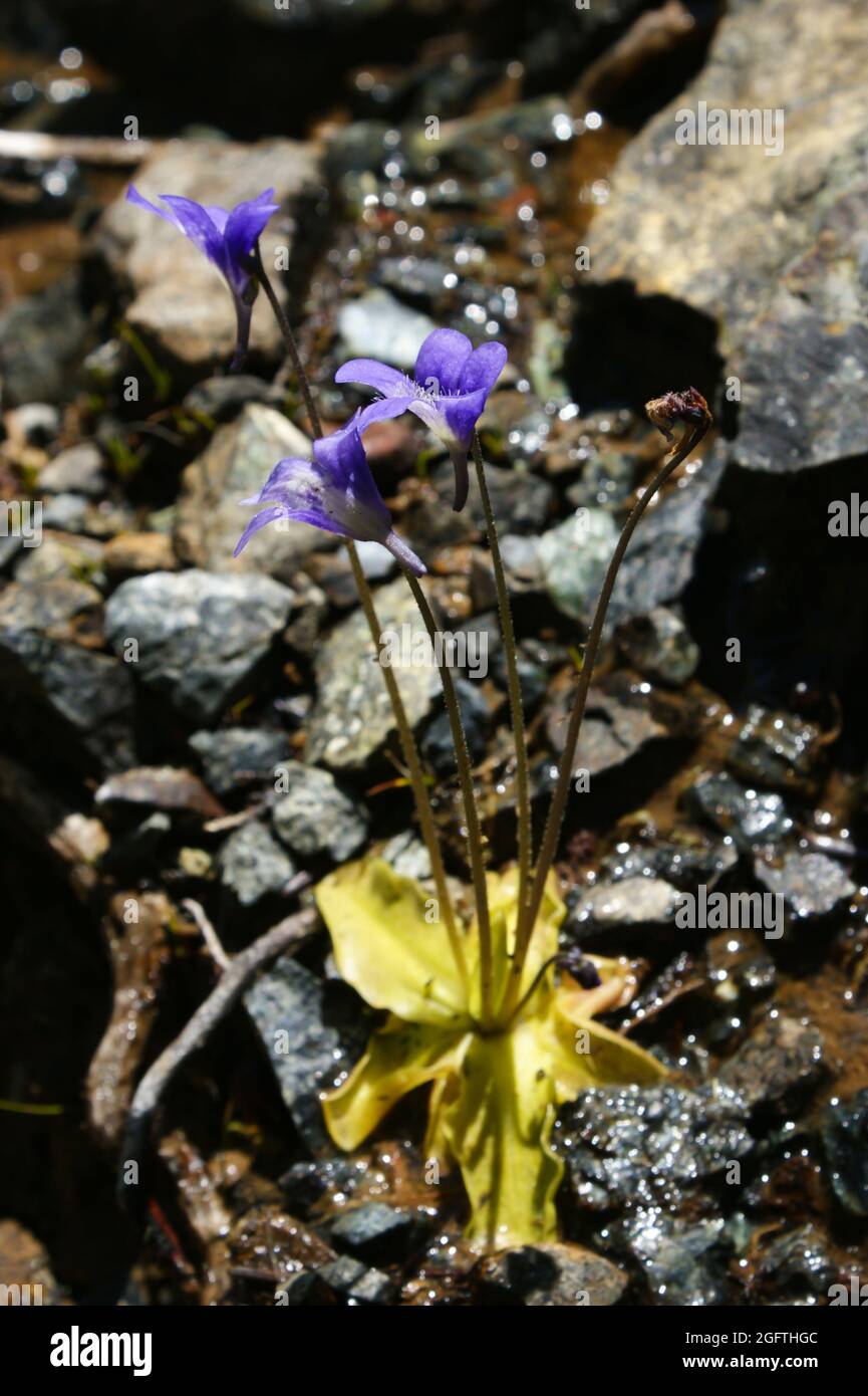 California butterwort (Pinguicula macroceras ssp. nortensis) with blue flowers, California, USA Stock Photo