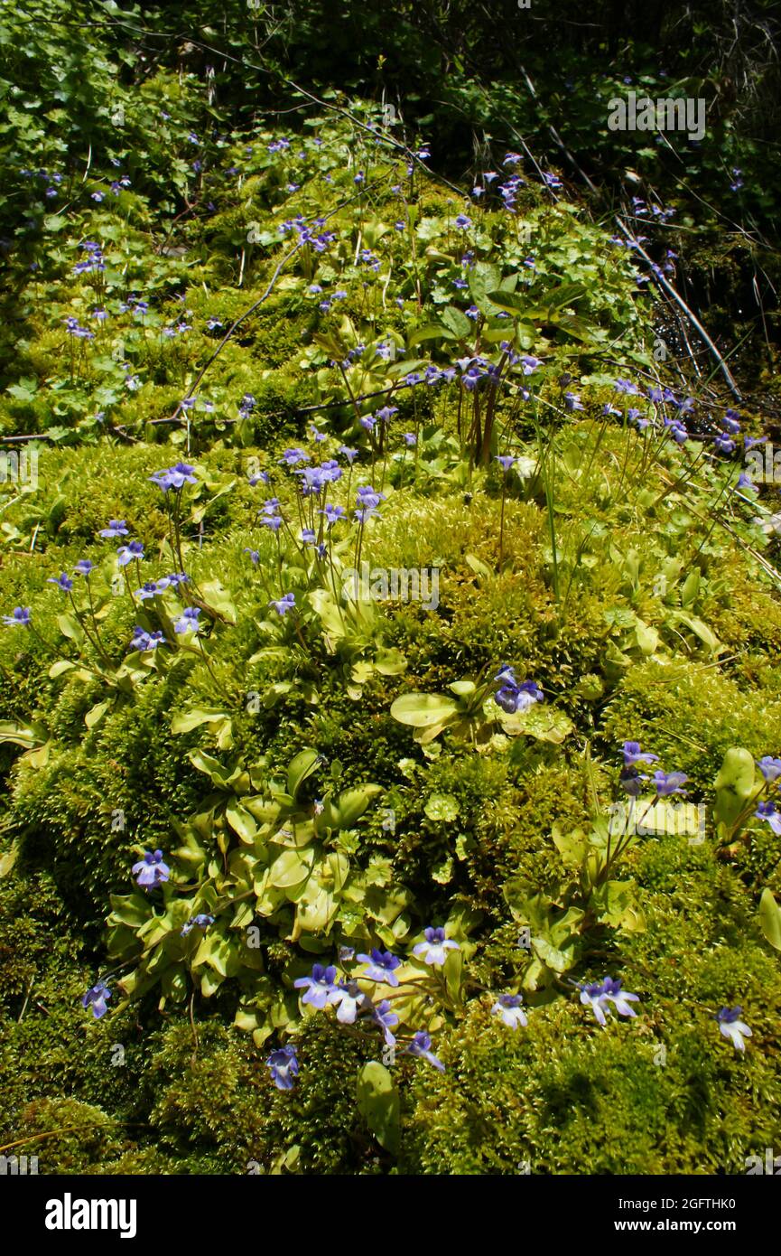 Colony of the California butterwort (Pinguicula macroceras ssp. nortensis) with blue flowers, California, USA Stock Photo