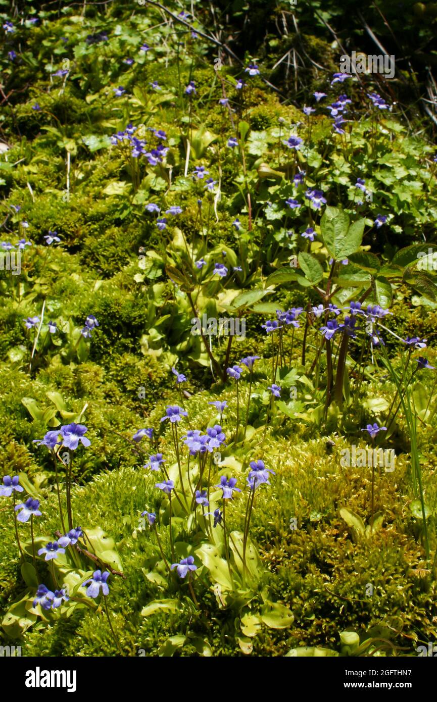 Colony of the California butterwort (Pinguicula macroceras ssp. nortensis) with blue flowers, California, USA Stock Photo