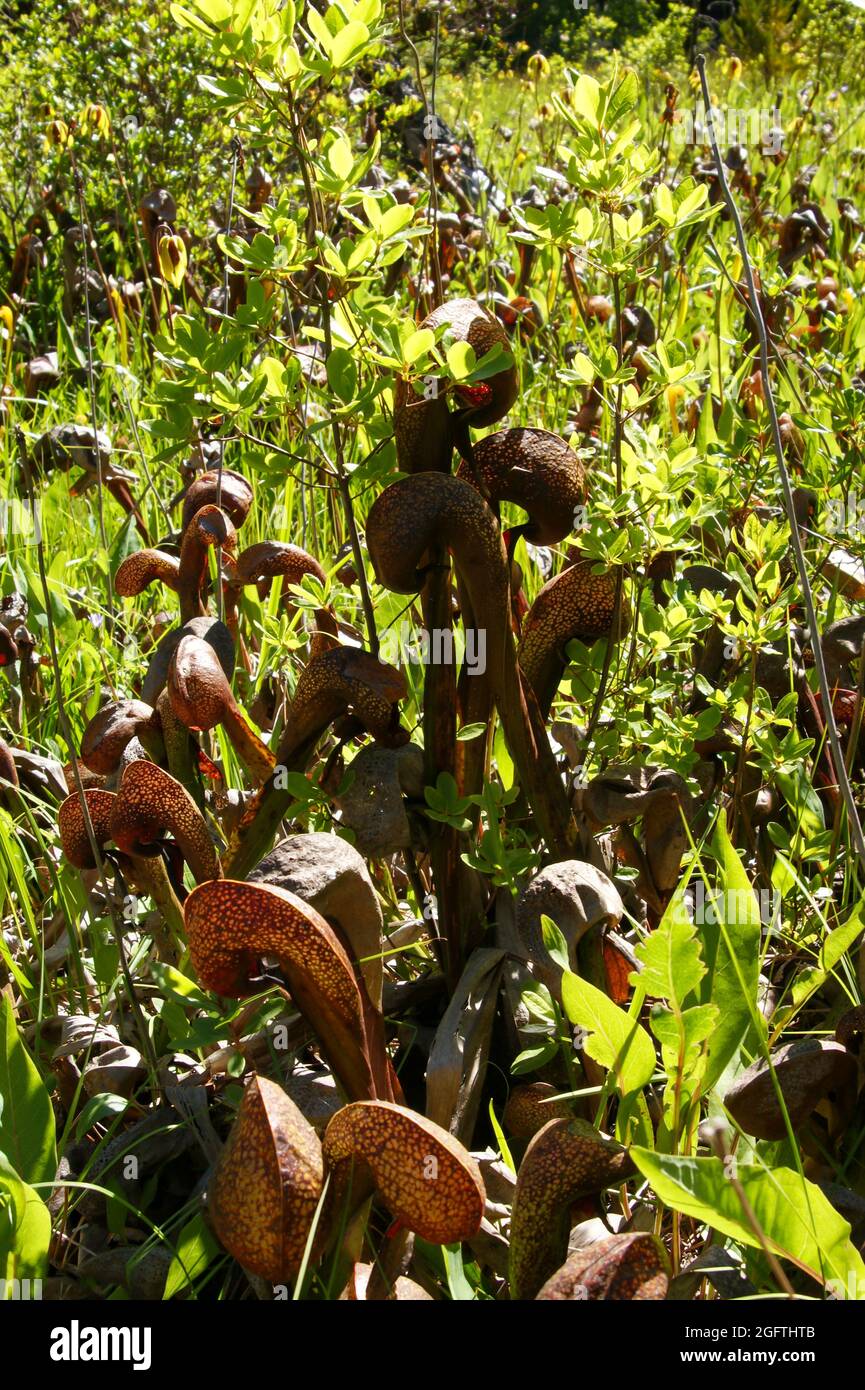 Cobra lily, California pitcher plant (Darlingtonia californica), red pitchers, California, USA Stock Photo
