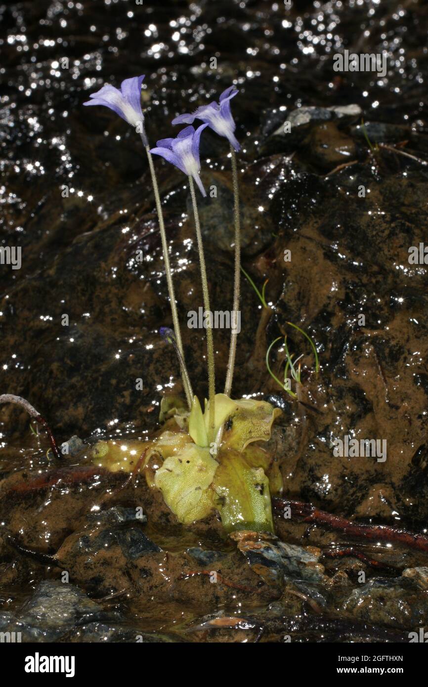 California butterwort (Pinguicula macroceras ssp. nortensis) with blue flowers, California, USA Stock Photo