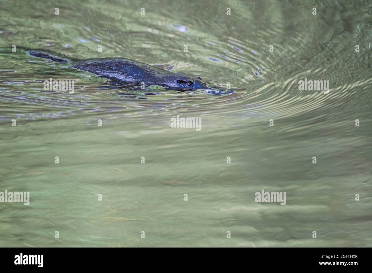 A single Platypus(Ornithorhynchus) floats on the stream's surface in Yungaburra preserve on the Atherton Tablelands, Queensland, Australia. Stock Photo