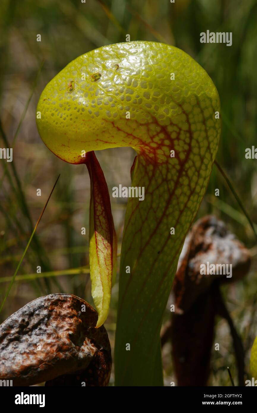 Cobra lily, the California pitcher plant (Darlingtonia californica), single pitcher, California, USA, lateral view Stock Photo