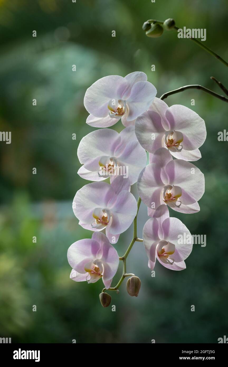 White and Pink Phalaenopsis Amabilis orchid with buds in Cairns, Far North Queensland, Australia. Stock Photo