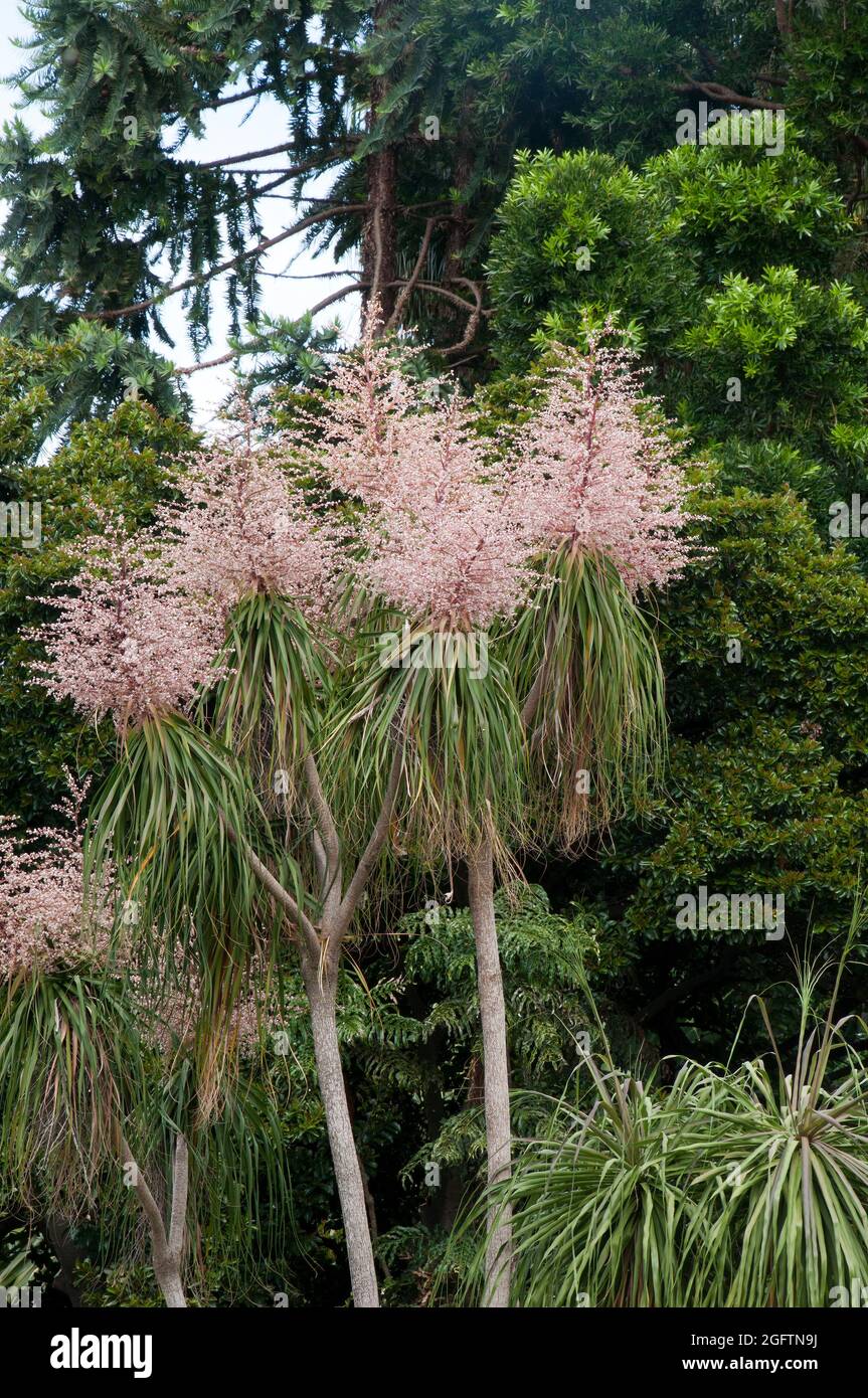 Sydney Australia, beaucarnea recurvata or ponytail palm with stems of pink flowers native to south-eastern Mexico Stock Photo