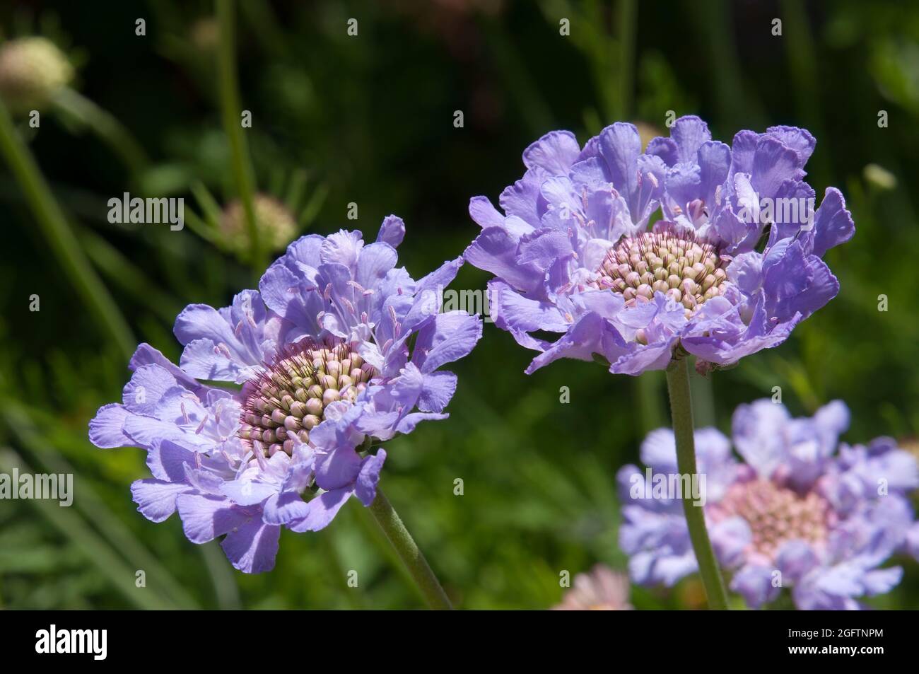 Sydney Australia, caucasian scabious or pincushion-flower native to the Caucasus, north eastern Turkey, and northern Iran. Stock Photo