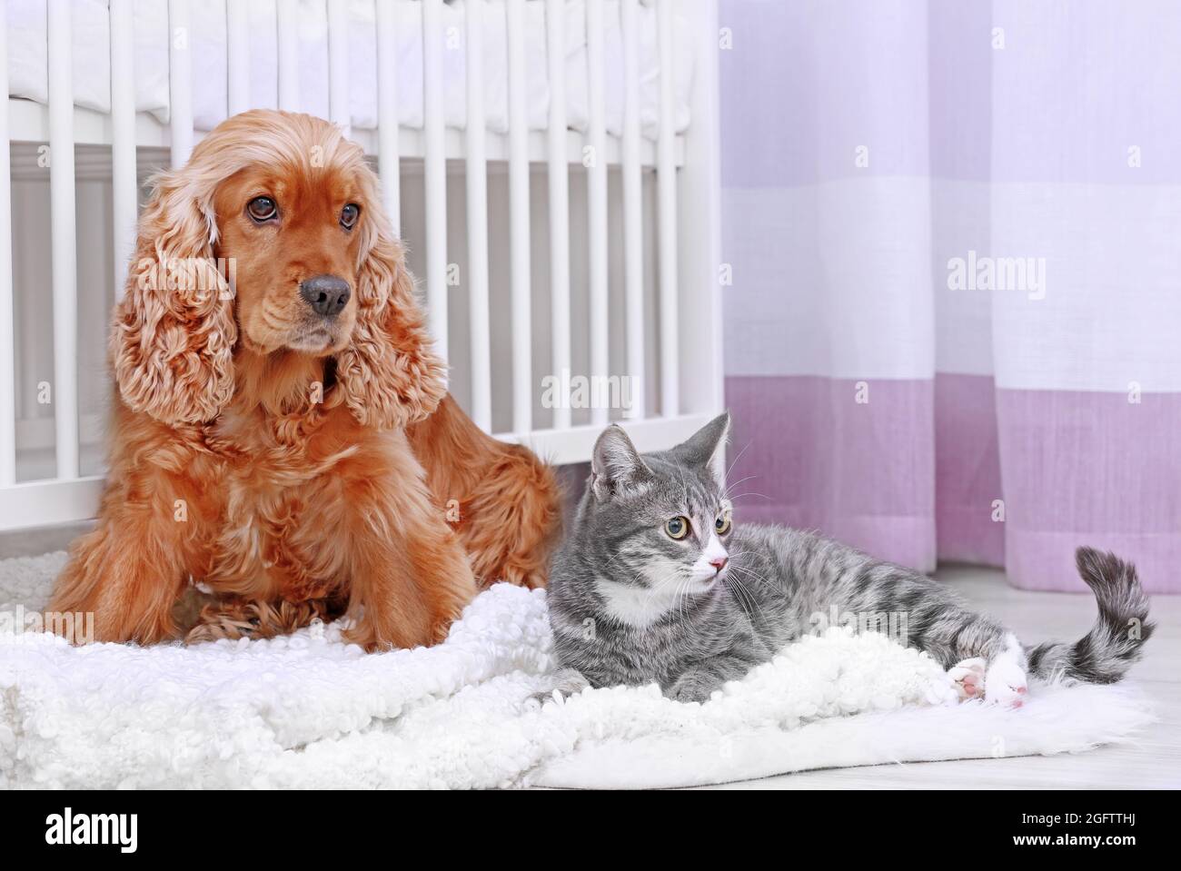 Cute dog and cat together at home Stock Photo Alamy