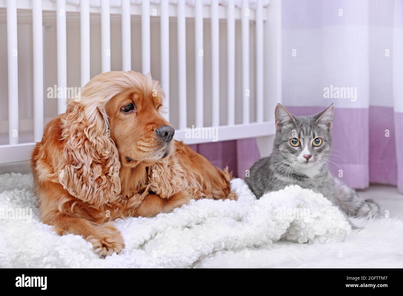 Cute dog and cat together at home Stock Photo Alamy
