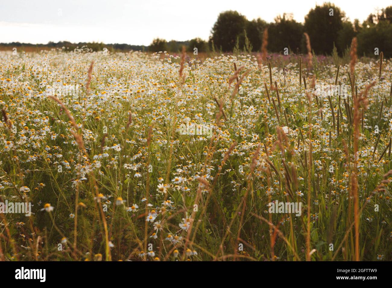 Daisies in meadow on summer day. Selective focus Stock Photo