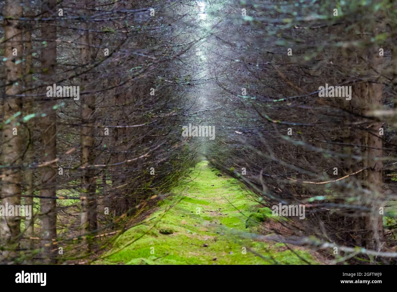 Dry pictures of pine trees in an artificial forest Stock Photo Alamy