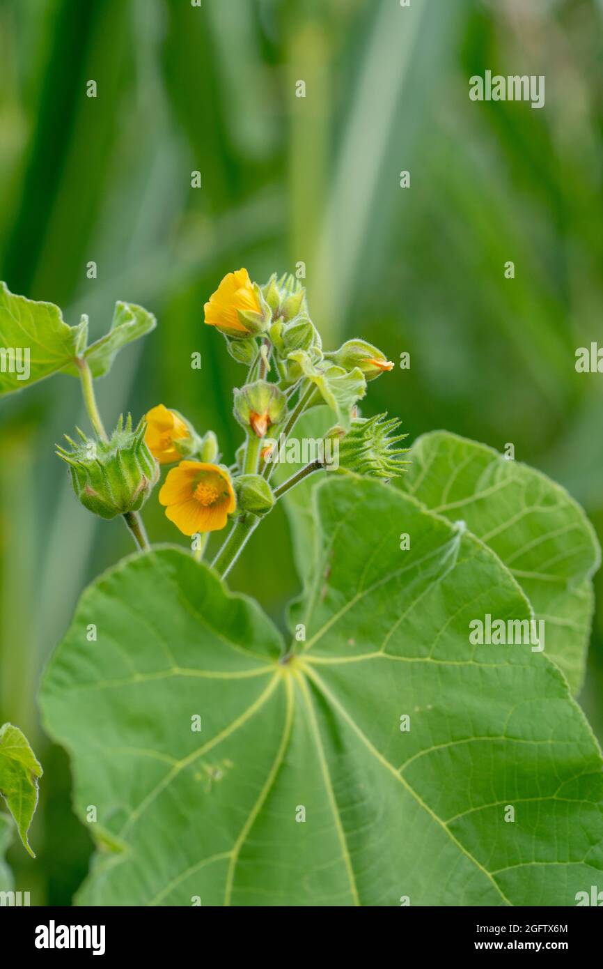Abutilon theophrasti leaves and flowers. The plant is also known as