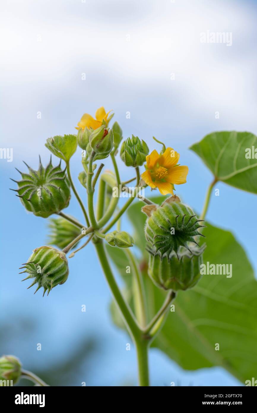 Abutilon theophrasti leaves and flowers. The plant is also known as