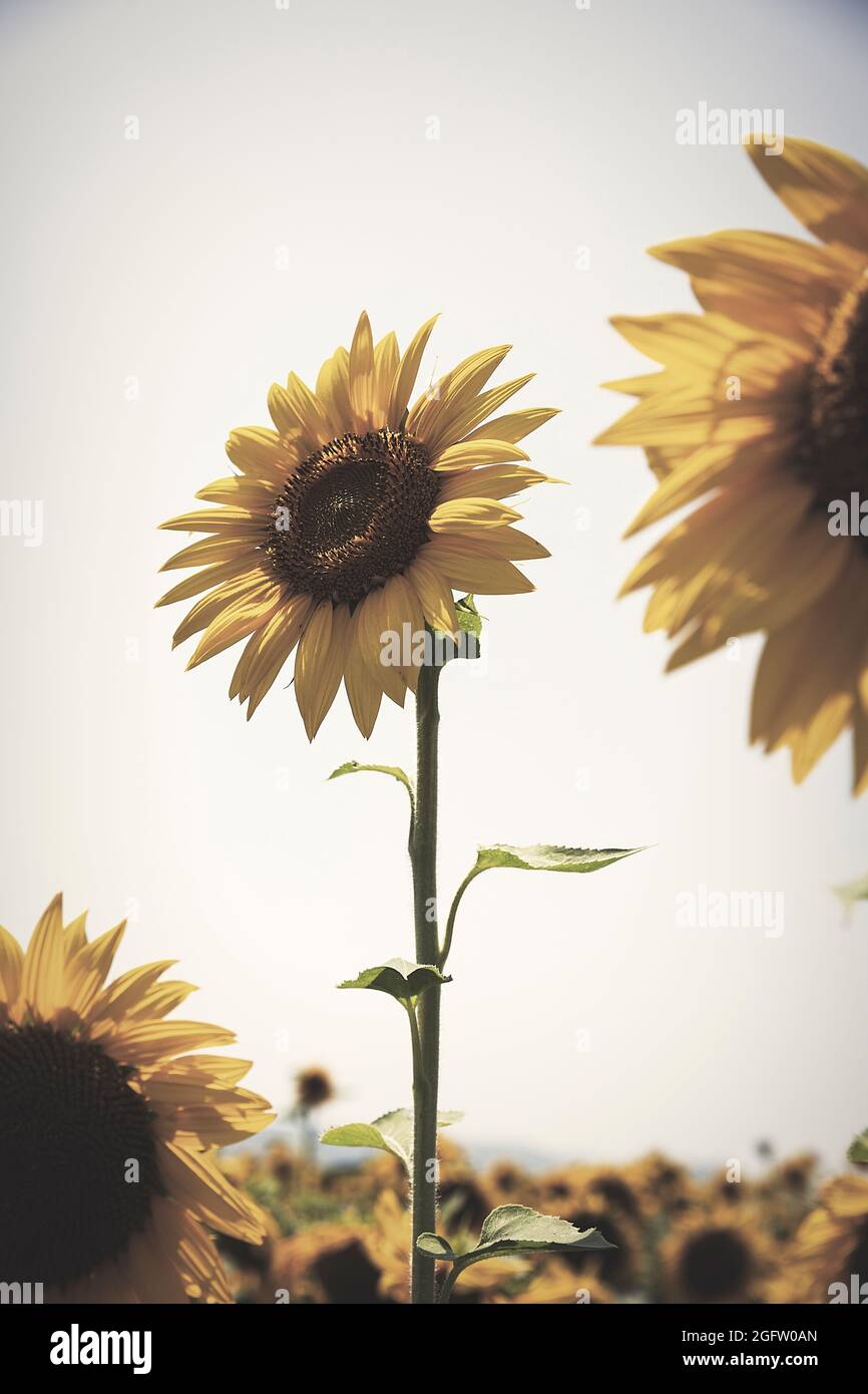 Sunflowers field in Serres, Greece on June 2021. Stock Photo