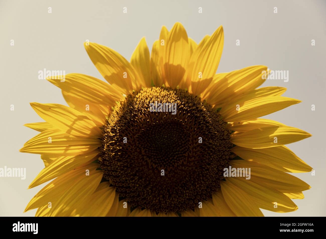 Sunflowers field in Serres, Greece on June 2021. Stock Photo