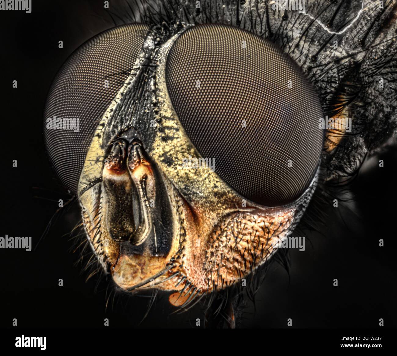Bug head details Stock Photo - Alamy