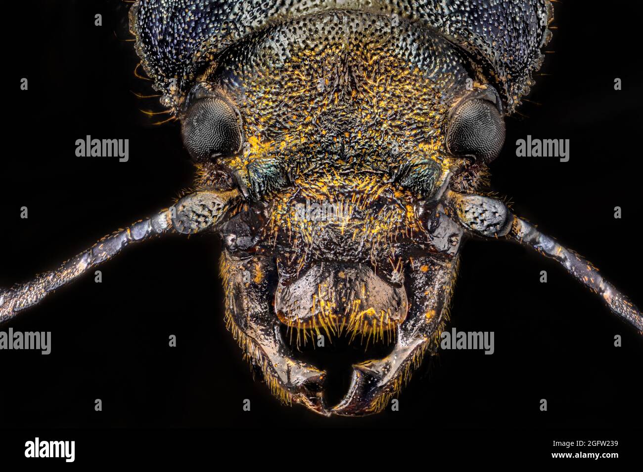 Bug head details Stock Photo - Alamy
