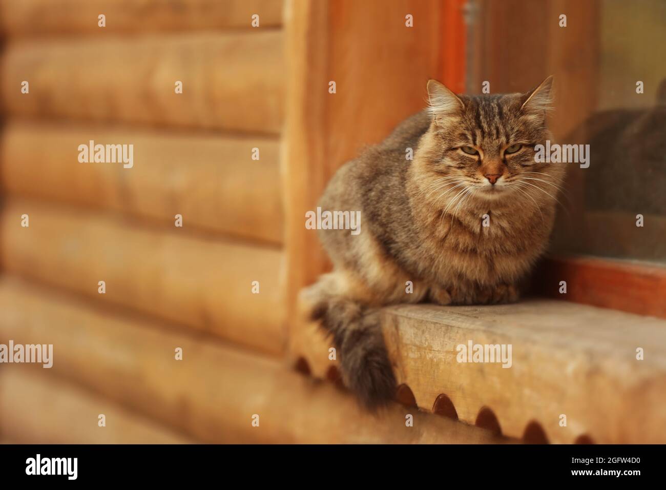 Fluffy tabby cat sitting on window sill outdoors Stock Photo - Alamy