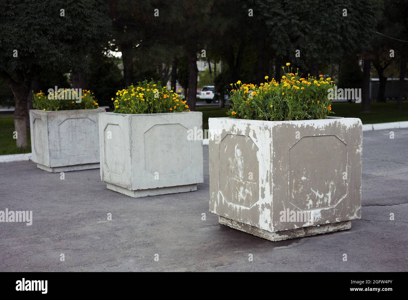 flower bed of flowers in the city park Stock Photo - Alamy