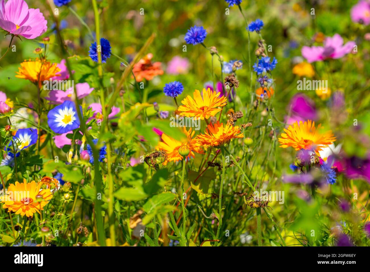 Wildflower meadow, many different flowers and plants, important biotope