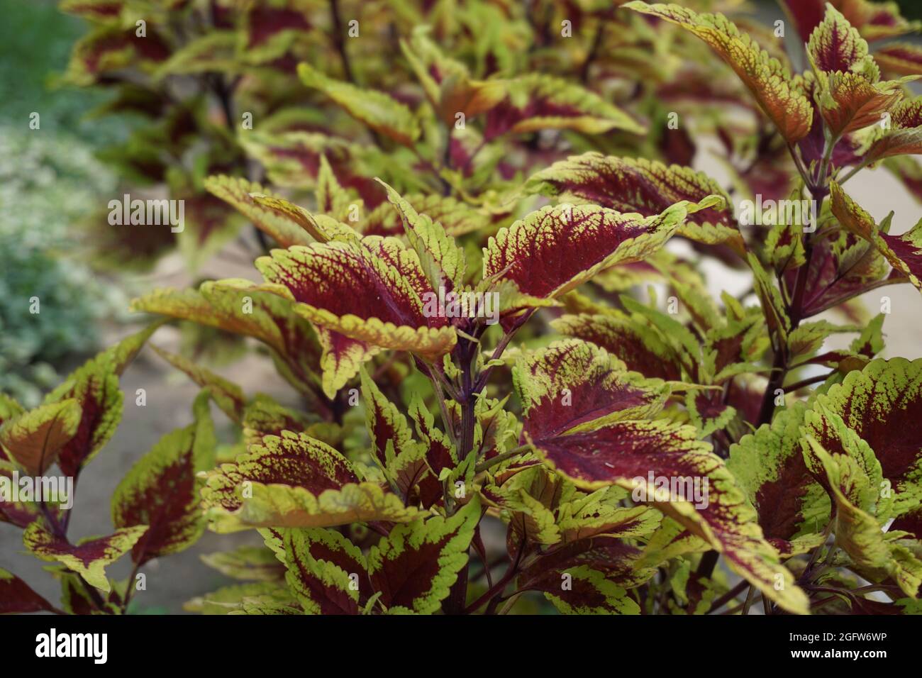 Coleus scutellarioides with a natural background Stock Photo