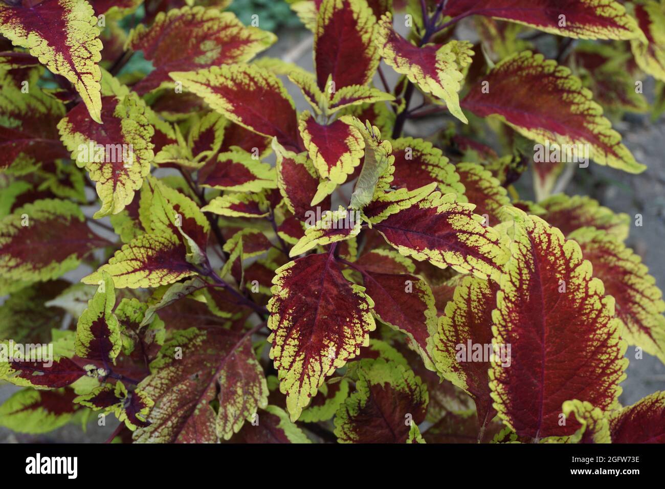 Coleus scutellarioides with a natural background Stock Photo