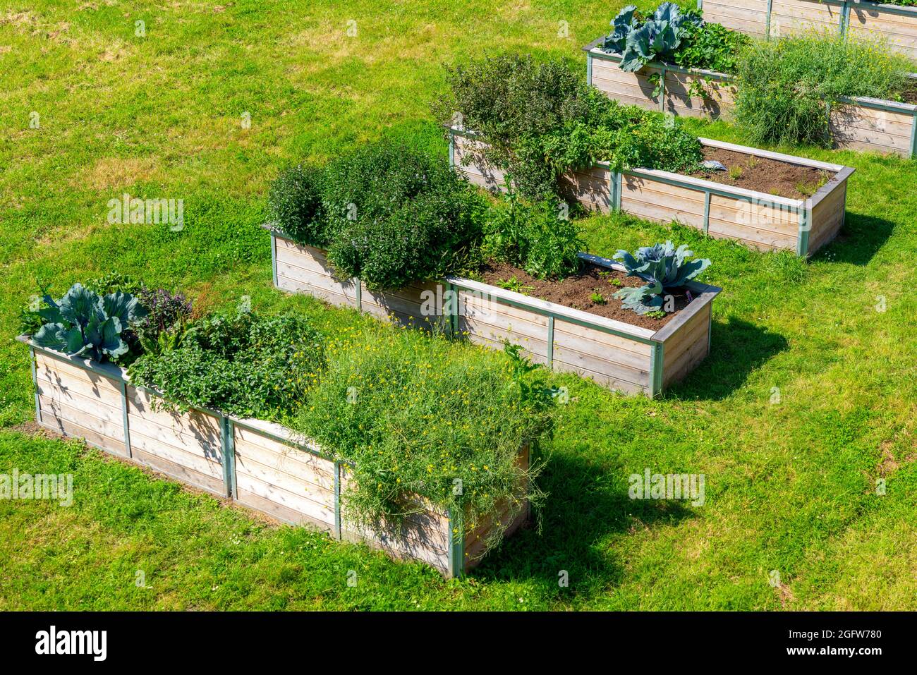 Raised beds, with different ornamental and useful plants, Stock Photo