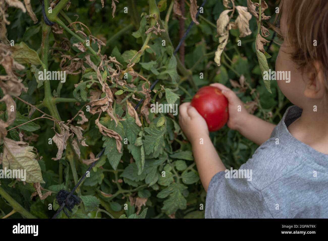 boy picking tomatoes in the garden Stock Photo - Alamy