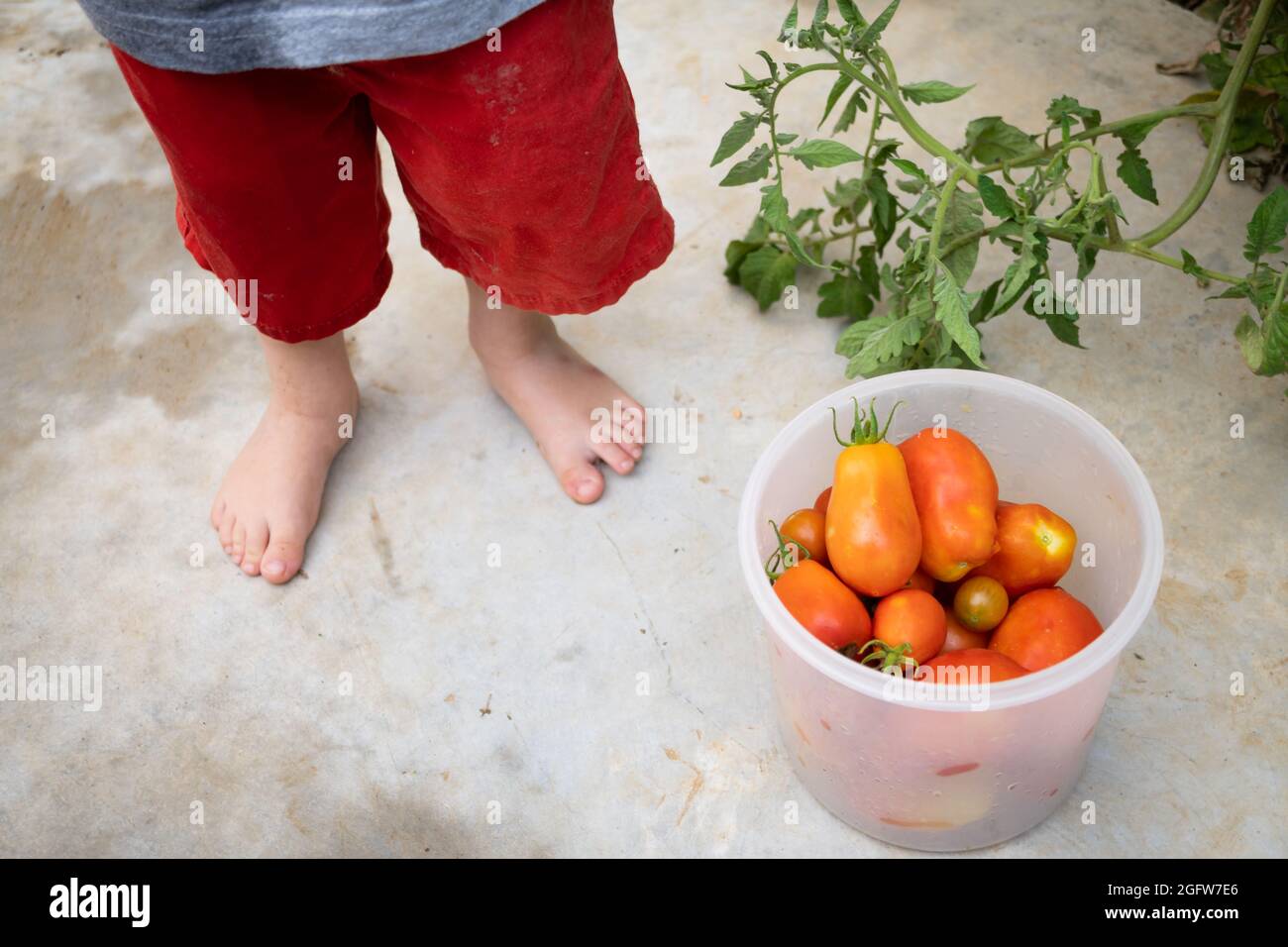 boy picking tomatoes in the garden Stock Photo - Alamy