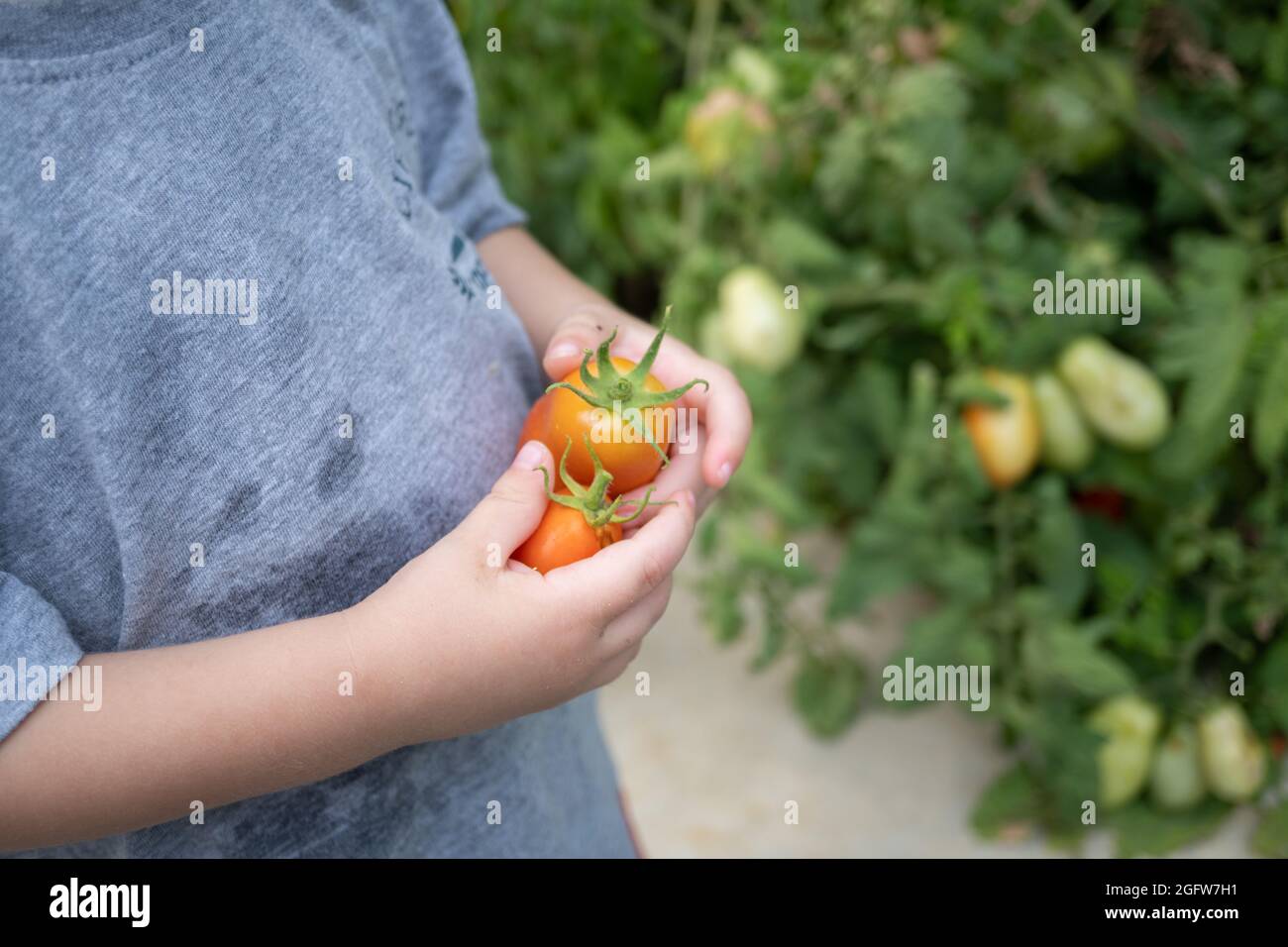 boy picking tomatoes in the garden Stock Photo - Alamy