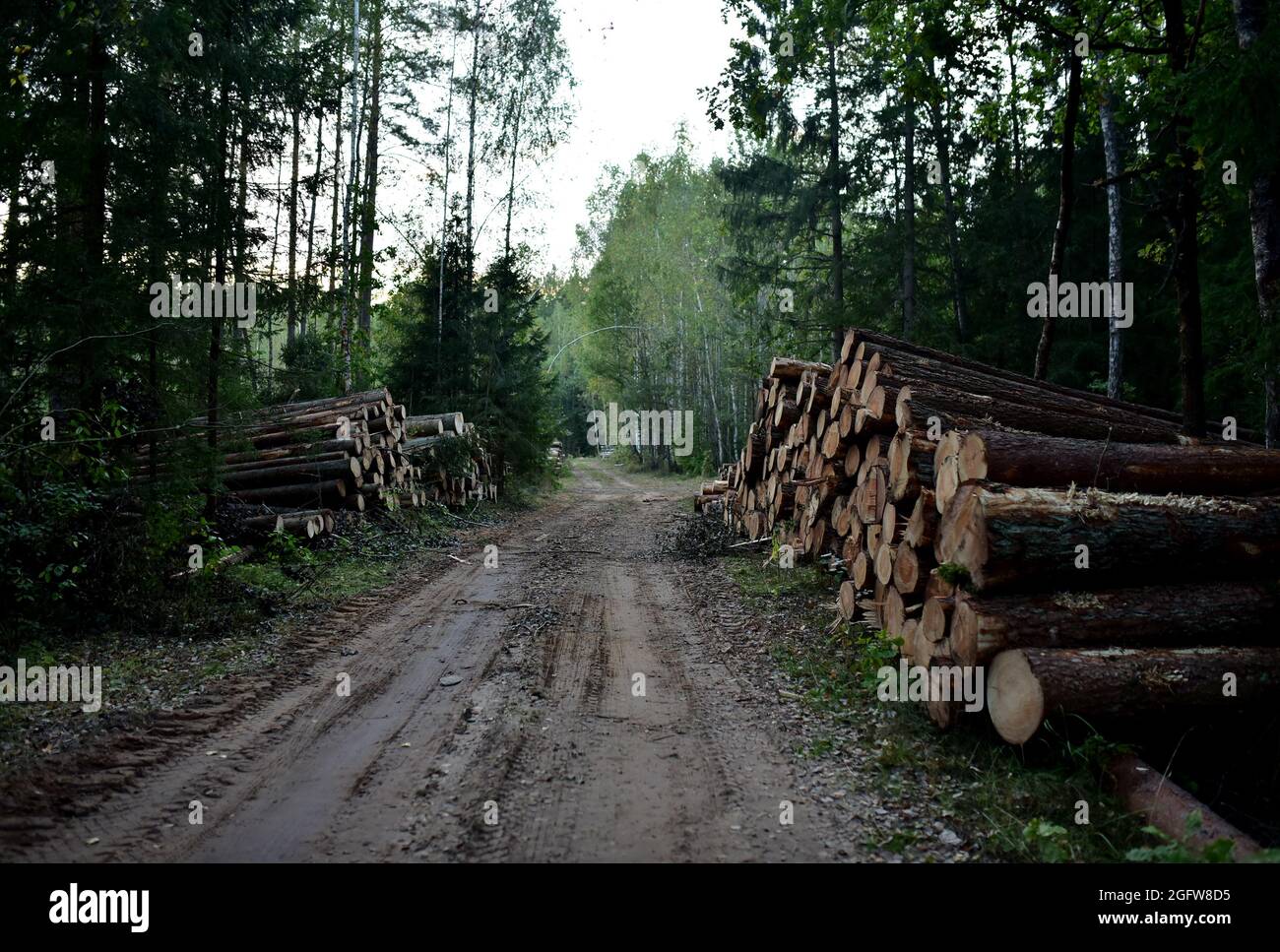 Piled pine tree logs in forest. Stacks of cut wood. Wood logs, timber