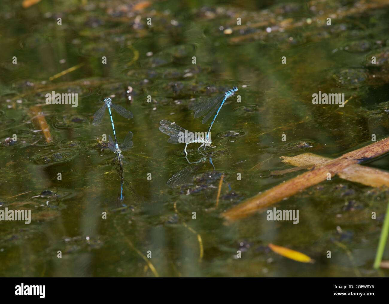 Azure damselfly (Coenagrion puella), mating pair laying eggs in small ...