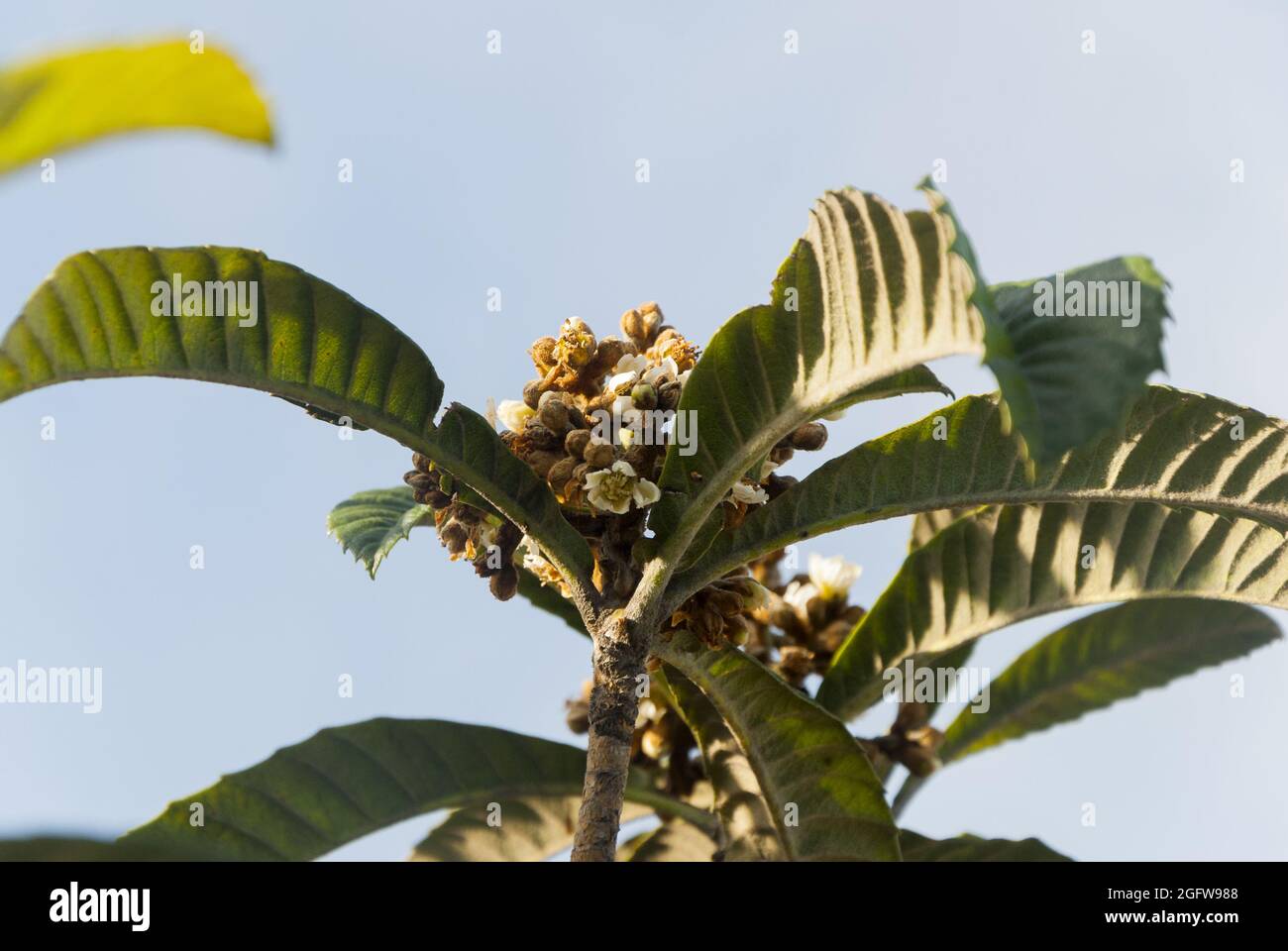 Eriobotrya japonica in Guatemala, Loquat Eriobotrya Japonica tree flower Stock Photo