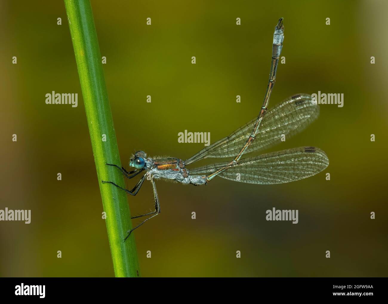 Emerald damselfly resting on vegetation, Dumfries, SW Scotland Stock ...