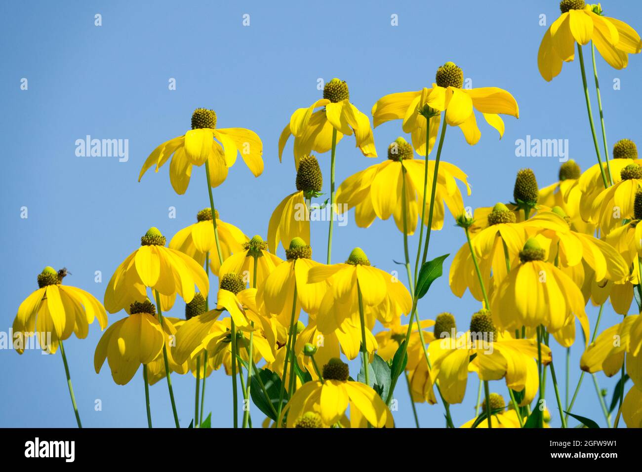 Rudbeckia laciniata ‘Herbstsonne’ Cutleaf Coneflower Gloriosa Daisy Stock Photo