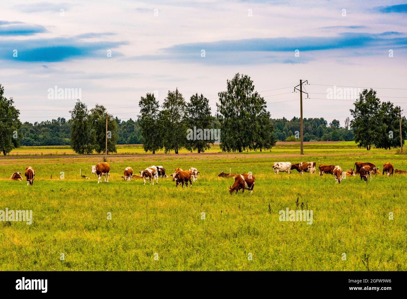 Rural landscape with grazing cows in a meadow. Dairy cow herd Stock Photo - Alamy