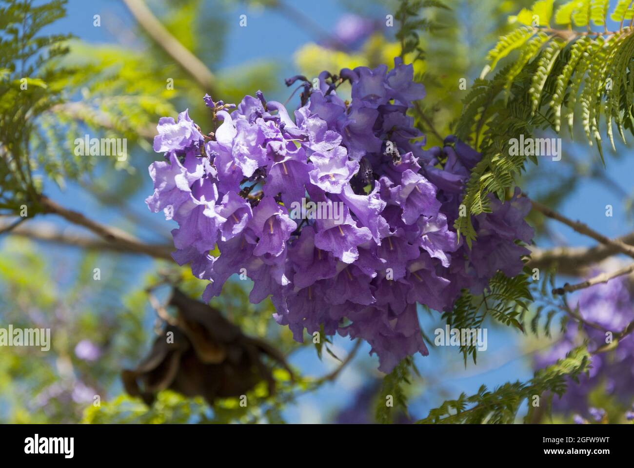 Flower Jacaranda in Guatemala, Jacaranda mimosifolia Stock Photo Alamy