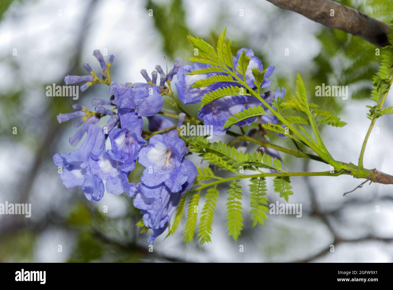Flower Jacaranda in Guatemala, Jacaranda mimosifolia Stock Photo Alamy