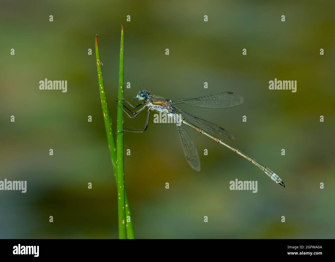 Emerald damselfly resting on vegetation, Dumfries, SW Scotland Stock ...
